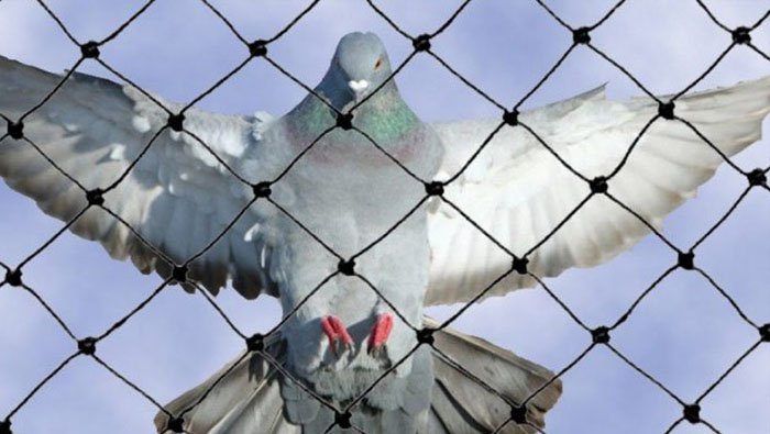 Anti Bird Nets in Pune